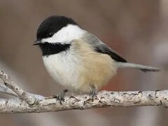Black Capped Chickadee Black Capped Chickadee
