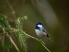 Black Capped Chickadee Black Capped Chickadee
